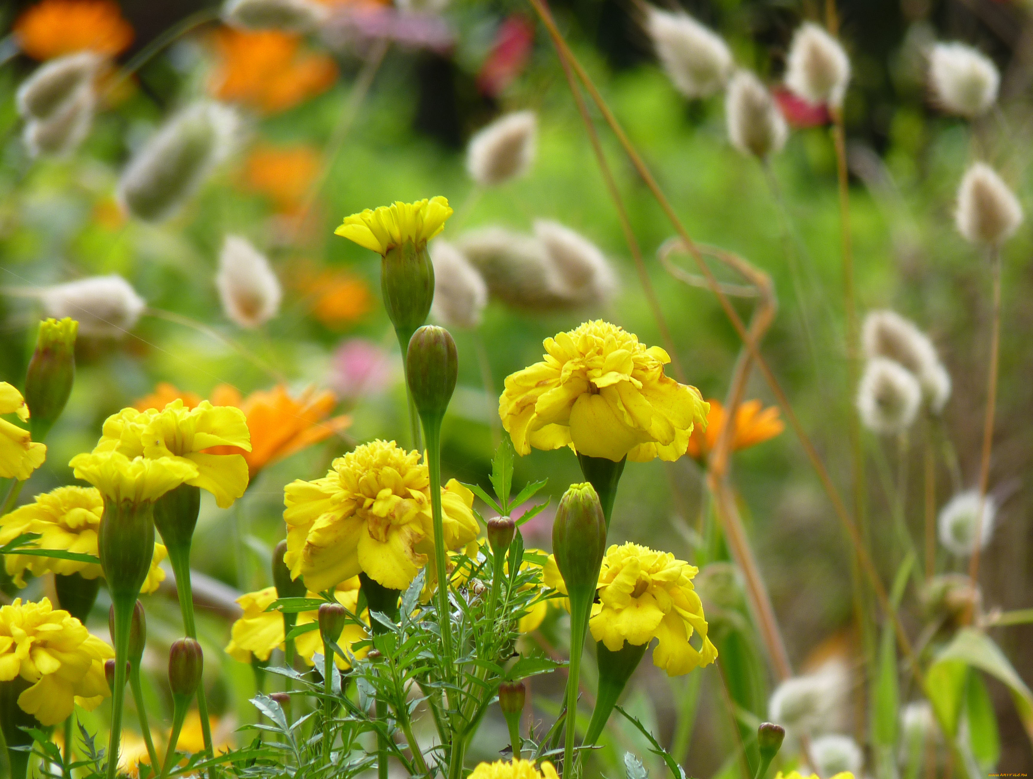 �����, ��������